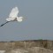 Great Egret at Jetty