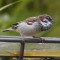House sparrow with a growth