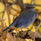 Mountain Bluebird in Fall