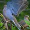 Shades of Blue – Mourning Dove