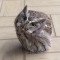 Gray Screech Owl – Stunned by Window Hit