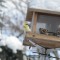 Goldfinch-white plummage-leucistic
