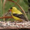 Goldfinch happy with new seeds