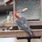 Red-bellied Woodpecker Loves Peanuts!