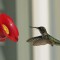 Hungry Ruby Throated Hummingbird