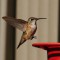 Wintering Rufous Hummingbird landing on feeder