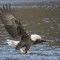 Mature Bald Eagle on a fishing expedition