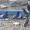 Thirsty Western Bluebirds