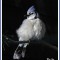 Puffy Blue Jay