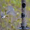 Tufted Titmouse by my backyard feeder.