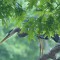 Great Blue Heron Tree Perch