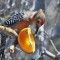 Gila Woodpecker Male at Breakfast