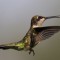 Ruby Throated Hummingbird In Flight