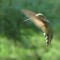 Hummingbird in rear flight!