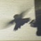 Hummingbird Shadow