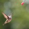 Ruby-throated hummingbird female.