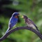 Eastern Blue Bird Daddy & fledgling