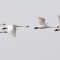 Swans in Flight