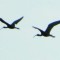 Flying Ibis