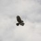 Hawk in the sky