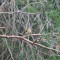 Female American Redstart