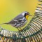 Yellow-throated Warbler at Feeder