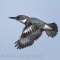 Male Belted Kingfisher in flight
