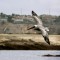 CA Brown Pelican in flight