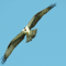 Osprey Flyover