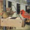 Northern Cardinals eating safflower seed