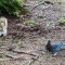 steller jay having lunch with a friend