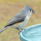 A Tufted Titmouse drinks at the water dish