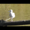 1 footed seagull overcomes disability