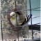 Leucistic Goldfinch