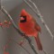 Cardinal in Bittersweet