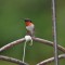 Ruby-Throat Hummingbird