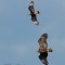 Crested Caracara chasing an Eagle