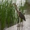 Blue Heron Fishing from a Wet Dock