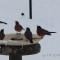 American Robins Share the Birdbath