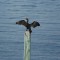 Cormorant drying off in the sun