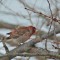 House Finch, Shaking Off Snow