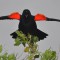 Flared red epaulettes of Red-winged Blackbird