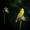 American Goldfinch on Thistle