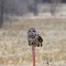 Barred Owl, Mid-Day