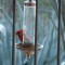 Arizona Cardinal Nutcracker
