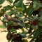 Cedar Waxwing and holly berry