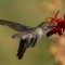 Anna’s Hummingbird