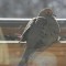 Mourning Dove with broken or defective leg