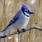 Cold Bluejay