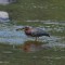 A quick lunch for this Green Heron